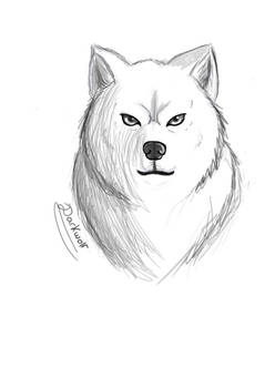 Wolf digital drawing