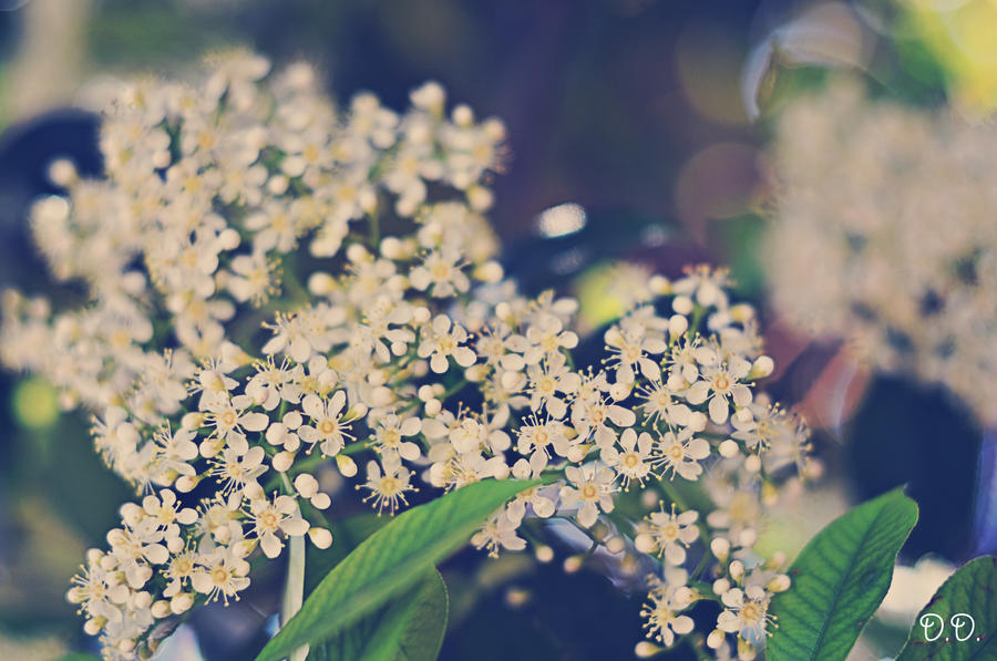Tiny Spring by Thedawnovtime on DeviantArt