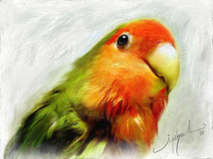 LoveBird's Look