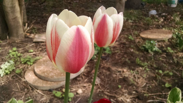 Tempting Tulips