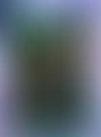 V2-Tropius,Colossinge et Vincent