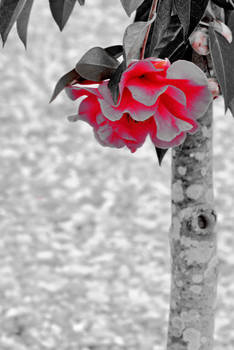camellia.reddish.grey