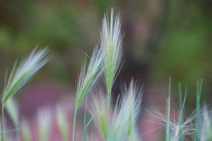 Verdant waves of grass