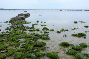 Wet Rocks