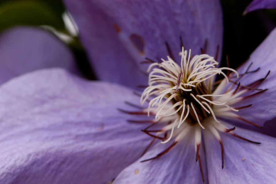 clematis3