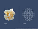 Flower - Analog vs Digital