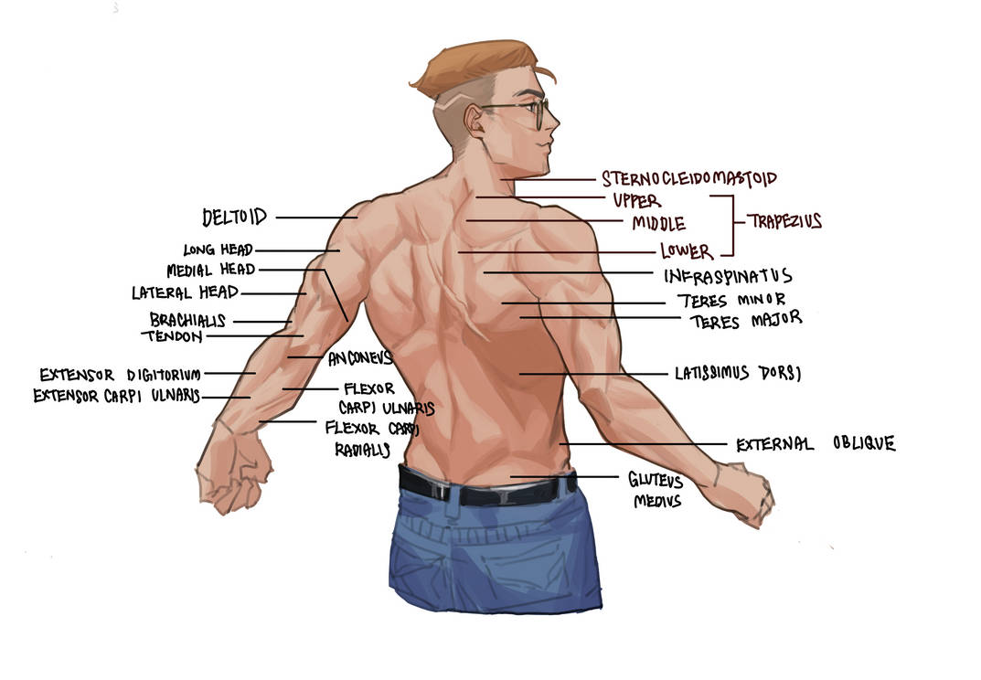 Back Anatomy 1 by HorgathLus on DeviantArt