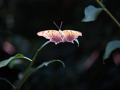 a butterfly, or is it a moth?