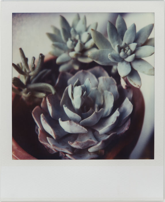 plants on the windowsill