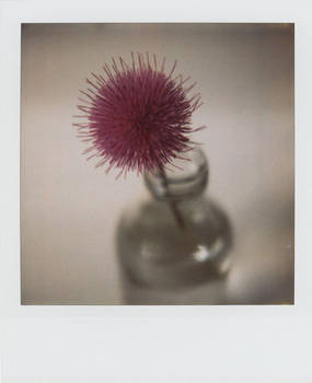 a thistle in a bottle