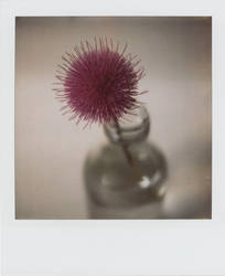 a thistle in a bottle