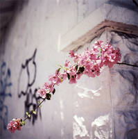 urban bougainvillea