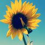 sun+flower