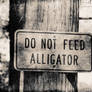 Do Not Feed Alligator