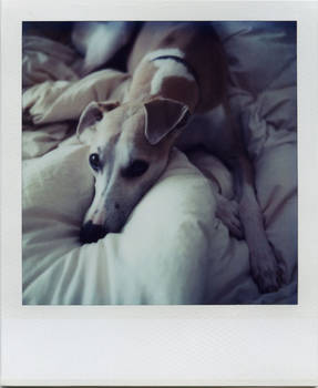 portrait of a lazy whippet