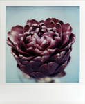 The Purple Artichoke by futurowoman