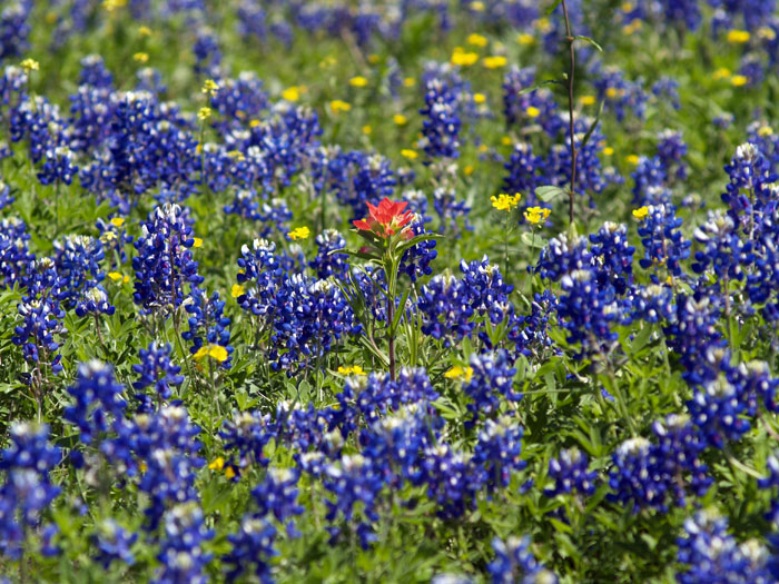 indian paint in bluebonnets