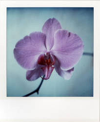 An Orchid's Debut