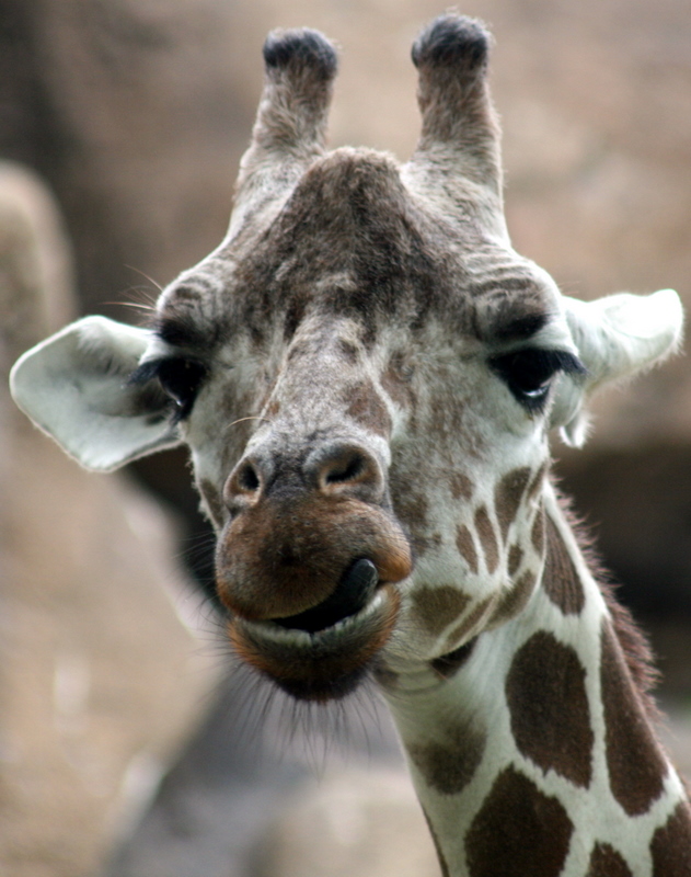 Giraffe