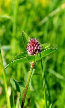 Red Clover