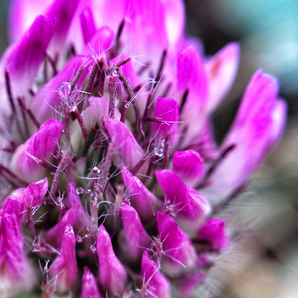 Flower Macro