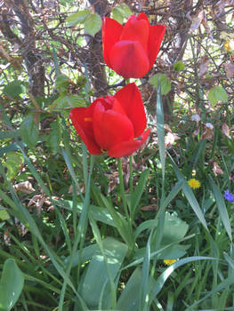 Garden Flowers