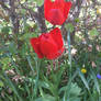 Garden Flowers