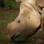 Indian Rhinoceros