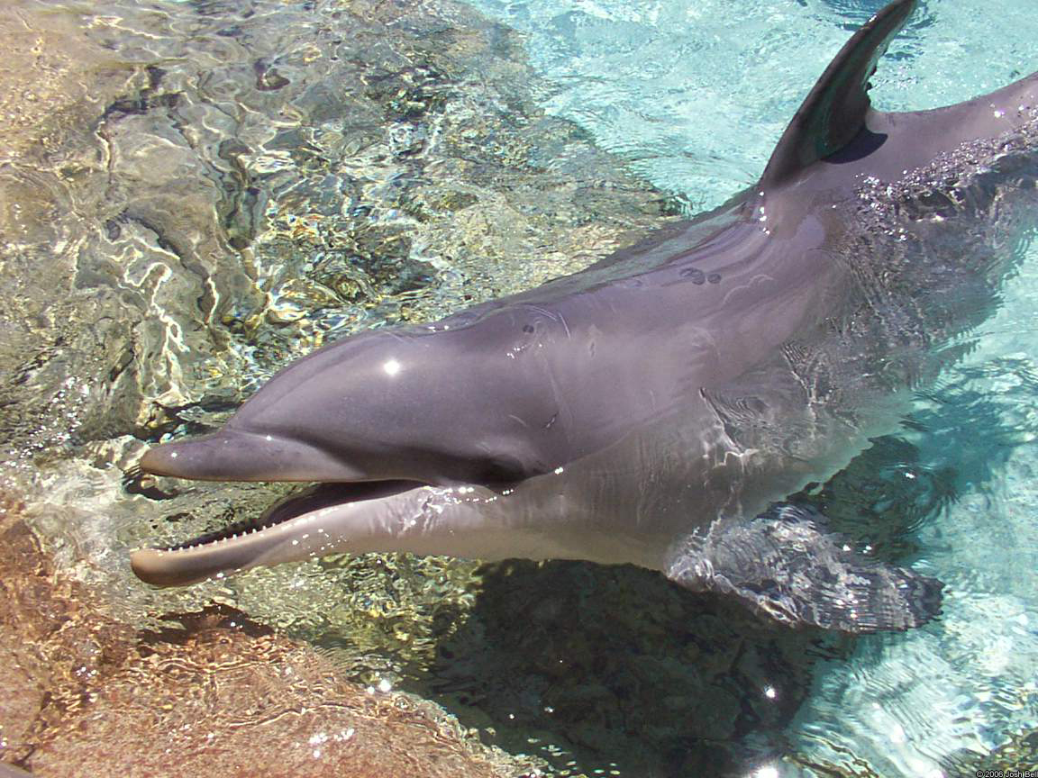 Dolphin