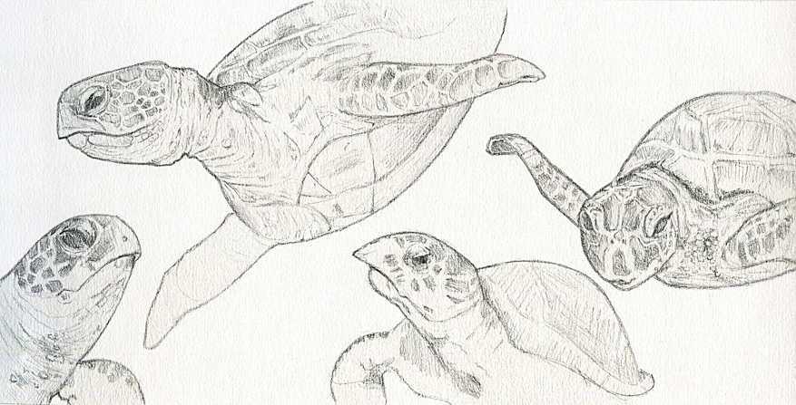 Happy World Turtle Day!