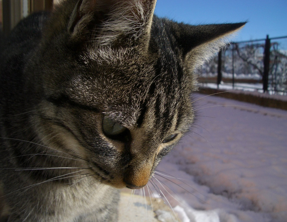 Gatito en la nieve