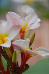 Sweet Plumeria