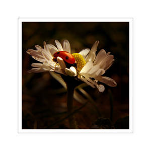 daisy with ladybug.