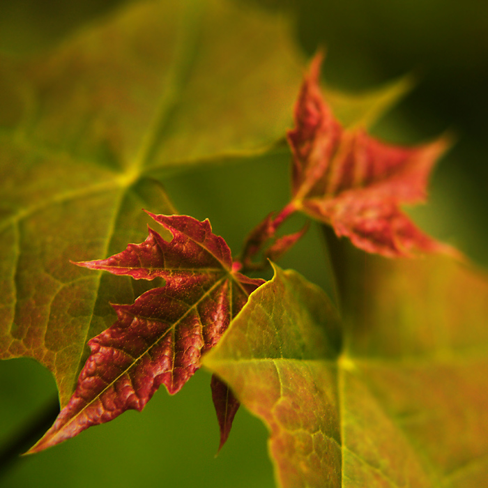 hot leaf