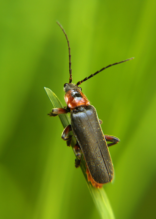 longhorn beetle..