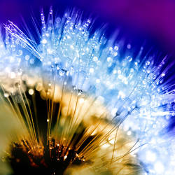 dandelion fluff.