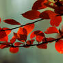 red leaf...