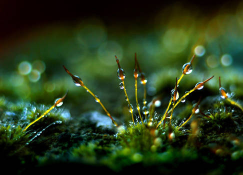 moss.......