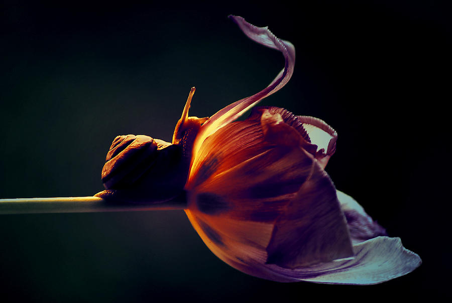 snail with tulip