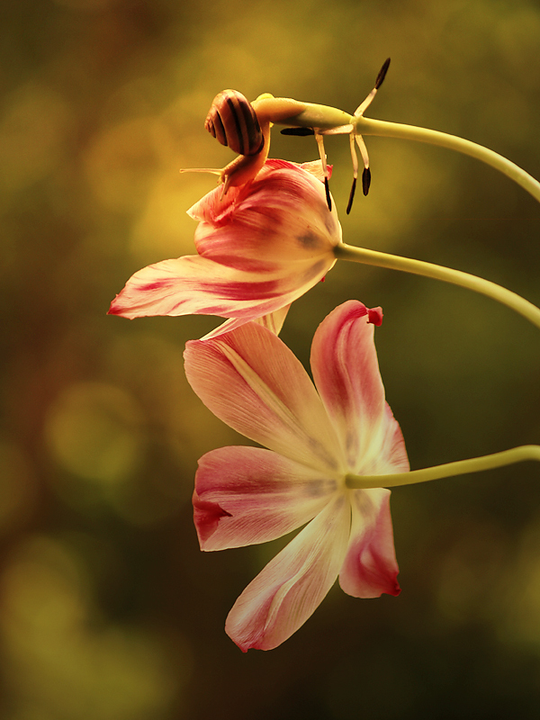 snail with tulip III.