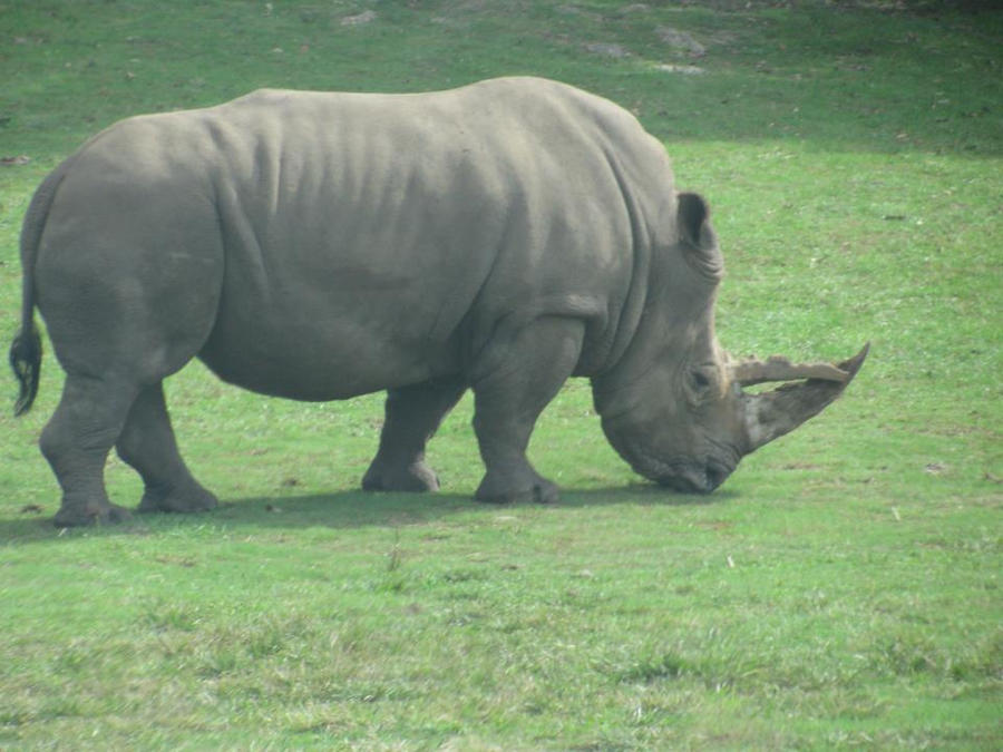 Rhino.