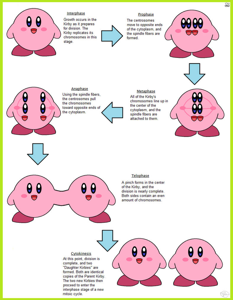 Kirbular Mitosis by diskfire on DeviantArt