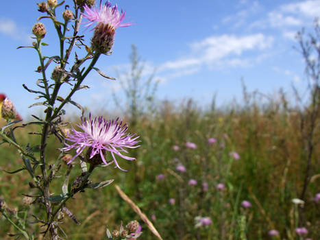 Meadow