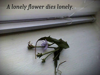A lonely flower dies lonely.
