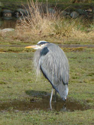 Blue Heron