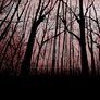 6: Through Dark Forests