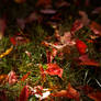 Herbstliche Impressionen I