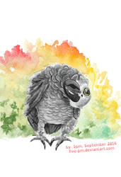 Grey African Parrot Watercolor, September 2016