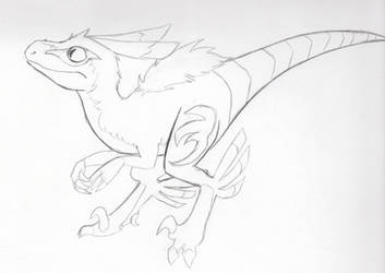 Nychus