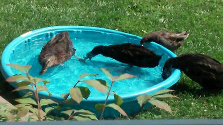 Ducks enjoying summer